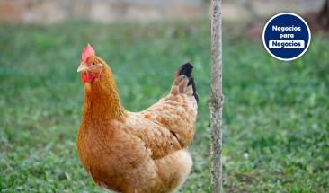 Pollo: una alternativa ligera y nutritiva para consumir en verano