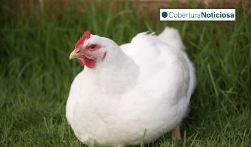 Pollo: una alternativa ligera y nutritiva para consumir en verano