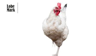 Pollo: una alternativa ligera y nutritiva para consumir en verano