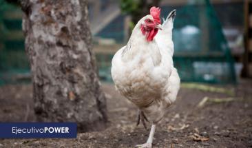 Pollo: una alternativa ligera y nutritiva para consumir en verano