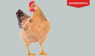 Pollo: una alternativa ligera y nutritiva para consumir en verano