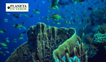 Nueva tecnolog&iacute;a para la investigaci&oacute;n de ecosistemas acu&aacute;ticos