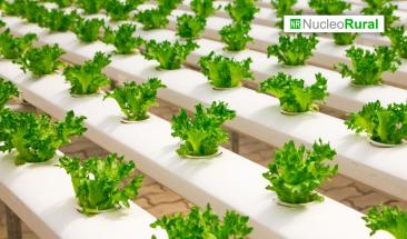 Hidropon&iacute;a: innovaci&oacute;n ante los desaf&iacute;os de seguridad alimentaria