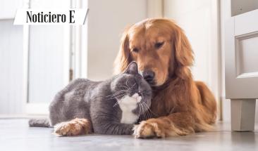 Lealtad animal: un estudio revela que los gatos podr&iacute;an ser tan leales como los perros, o incluso m&aacute;s