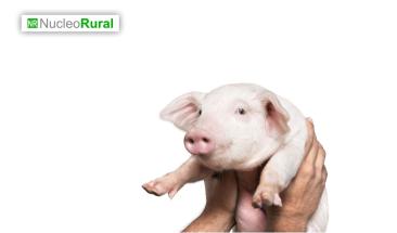 Carne de cerdo: cinco razones que impulsan su consumo