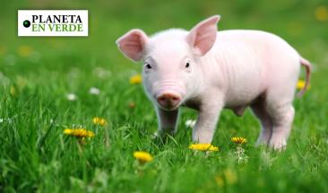 Carne de cerdo: cinco razones que impulsan su consumo