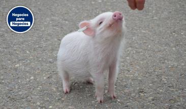 Carne de cerdo: cinco razones que impulsan su consumo