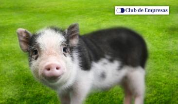 Carne de cerdo: cinco razones que impulsan su consumo