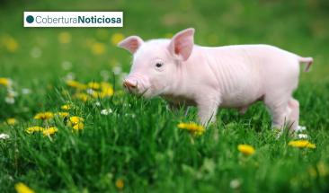 Carne de cerdo: cinco razones que impulsan su consumo