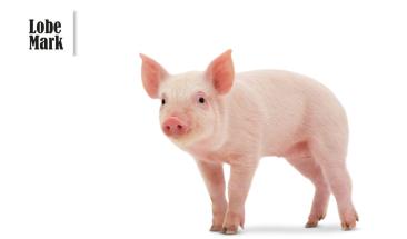 Carne de cerdo: cinco razones que impulsan su consumo