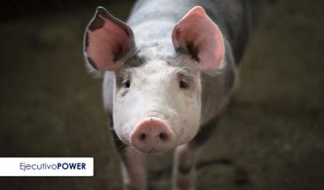 Carne de cerdo: cinco razones que impulsan su consumo