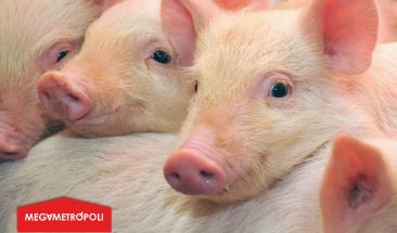 Carne de cerdo: cinco razones que impulsan su consumo