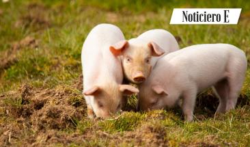 Carne de cerdo: cinco razones que impulsan su consumo