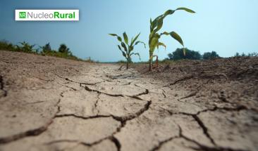 Calor y sequ&iacute;a amenazan la producci&oacute;n mundial de alimentos