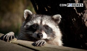 Mapache sumerge a Toronto en la oscuridad al ingresar a central el&eacute;ctrica