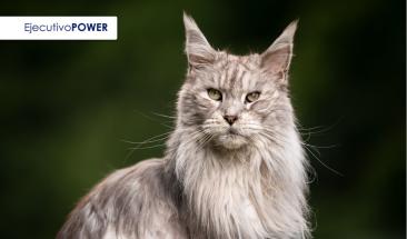 Cu&aacute;nto vive realmente un gato: la verdadera longevidad felina