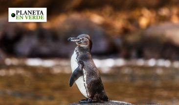 22% de las especies migratorias est&aacute;n en peligro de extinci&oacute;n