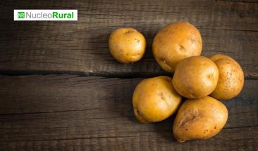 Presentar&aacute;n la primera papa gen&eacute;ticamente editada en Am&eacute;rica Latina