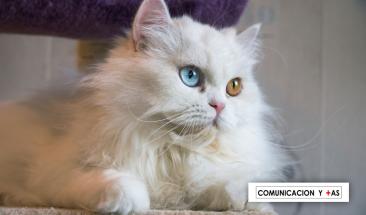 D&iacute;a del Gato: tres consejos para combatir la leucemia felina