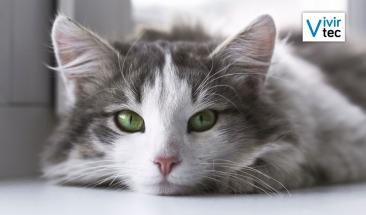 D&iacute;a del Gato: tres consejos para combatir la leucemia felina