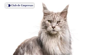 D&iacute;a del Gato: tres consejos para combatir la leucemia felina