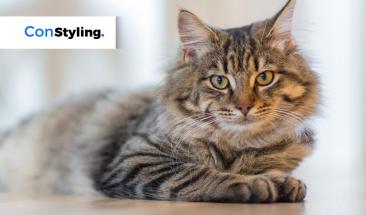 D&iacute;a del Gato: tres consejos para combatir la leucemia felina