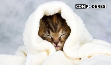 D&iacute;a del Gato: tres consejos para combatir la leucemia felina