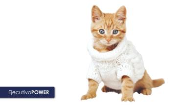 D&iacute;a del Gato: tres consejos para combatir la leucemia felina