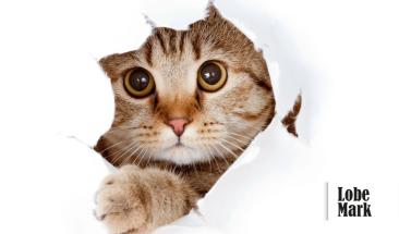 D&iacute;a del Gato: tres consejos para combatir la leucemia felina