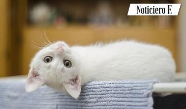 D&iacute;a del Gato: tres consejos para combatir la leucemia felina