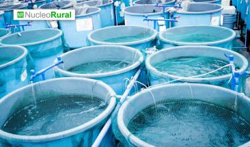Acuicultura: la prometedora revoluci&oacute;n de la alimentaci&oacute;n sostenible