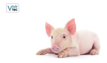 Carne de cerdo: cinco razones que impulsan su consumo