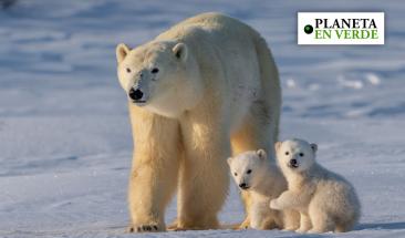 Nueva t&eacute;cnica de ADN en la nieve ofrece esperanza para la conservaci&oacute;n de osos polares y otros grandes carn&iacute;voros