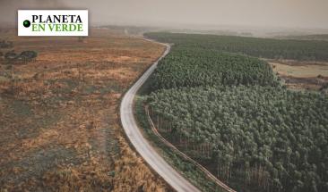 La deforestaci&oacute;n amenaza los pulmones verdes del planeta