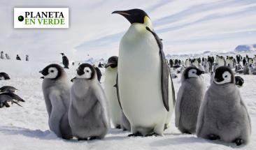 Detectan por primera vez virus de gripe aviar en la Ant&aacute;rtida