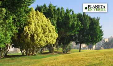 Retos de la arborizaci&oacute;n en las ciudades