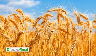 Desarrollan en Chile trigo resistente a la sequ&iacute;a