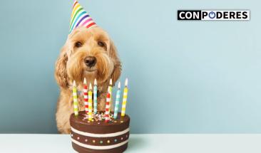 Nuestra relaci&oacute;n con las mascotas: entre el cari&ntilde;o y la comprensi&oacute;n