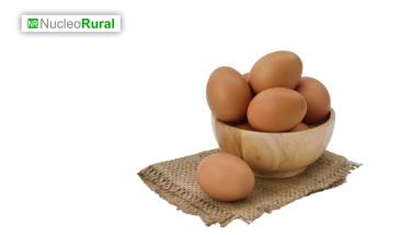 Huevo: cinco consejos esenciales para su consumo