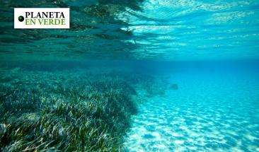 Qu&eacute; son y cu&aacute;l es la importancia medioambiental de los pastos marinos