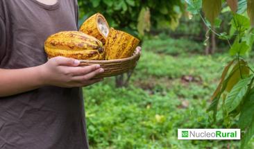 Efectos de las lluvias en la selva peruana en los cultivos de caf&eacute; y cacao