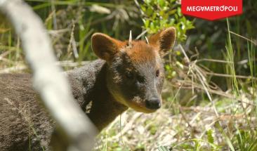 Descubren en Per&uacute; el pud&uacute; de la yunga, una nueva especie de ciervo