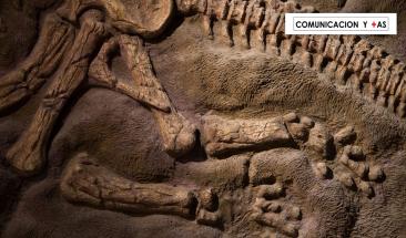 Estas son las especies m&aacute;s propensas a la extinci&oacute;n por el cambio clim&aacute;tico