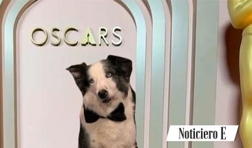 El perro Messi: una historia canina que cautiva al mundo del cine