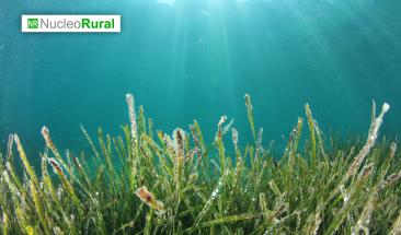 Cient&iacute;ficos desarrollan prote&iacute;nas similares a la carne a partir de algas