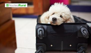 Semana Santa con tu mascota: cinco claves para un viaje seguro