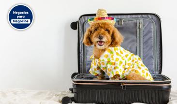 Semana Santa con tu mascota: cinco claves para un viaje seguro