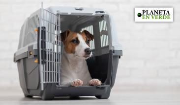 Semana Santa con tu mascota: cinco claves para un viaje seguro