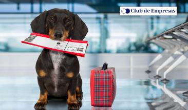 Semana Santa con tu mascota: cinco claves para un viaje seguro