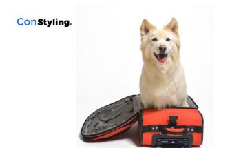 Semana Santa con tu mascota: cinco claves para un viaje seguro